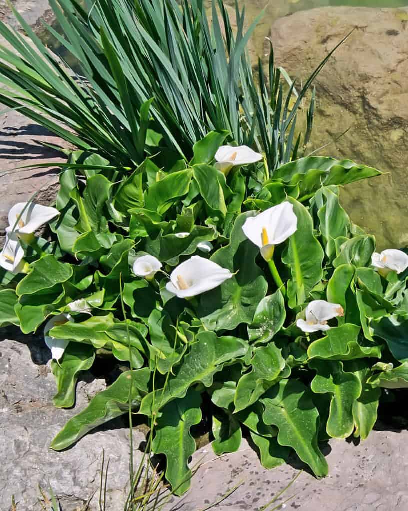 Calla palustris