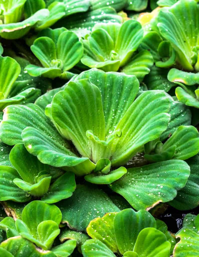 Vodný šalát - Pistia stratiotes