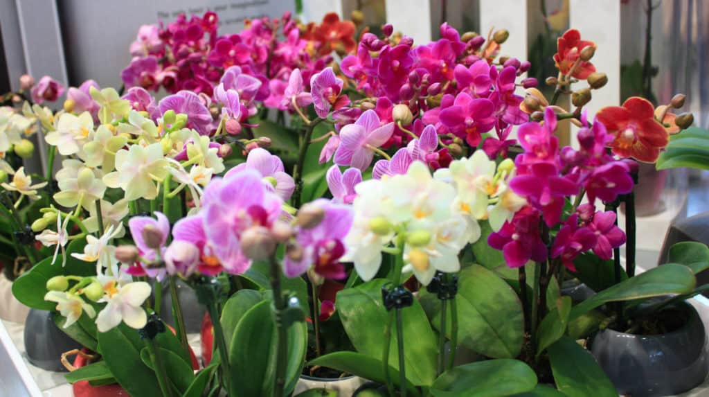 Orchidey