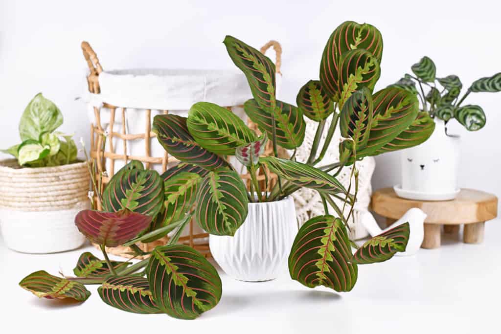 Maranta