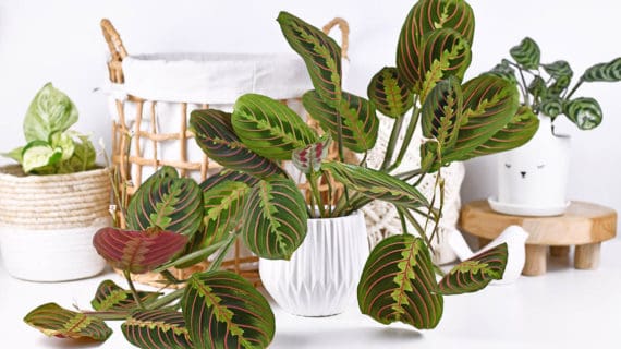 Maranta