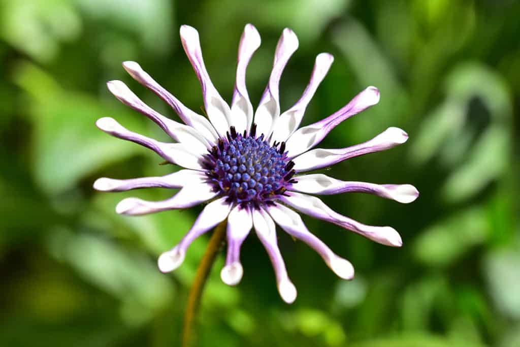 Osteospermum