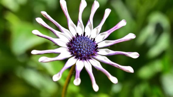 Osteospermum