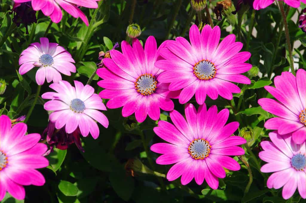 Osteospermum - africká sedmokráska