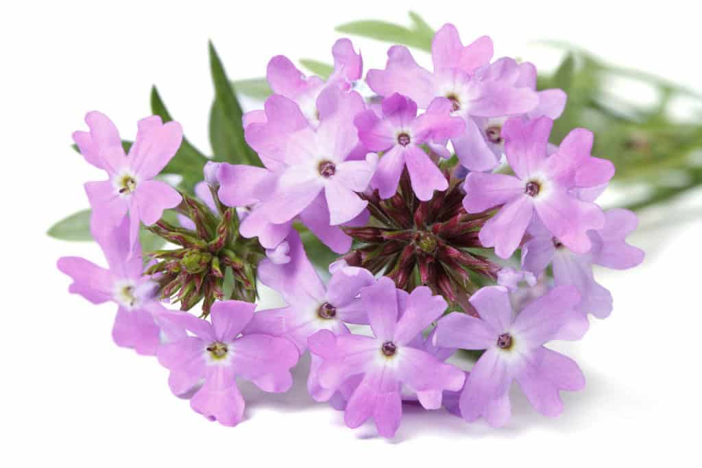 Verbena