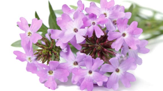 Verbena
