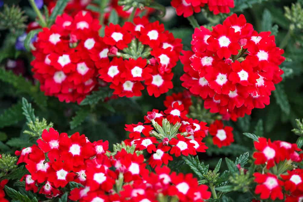 Verbena - kvety