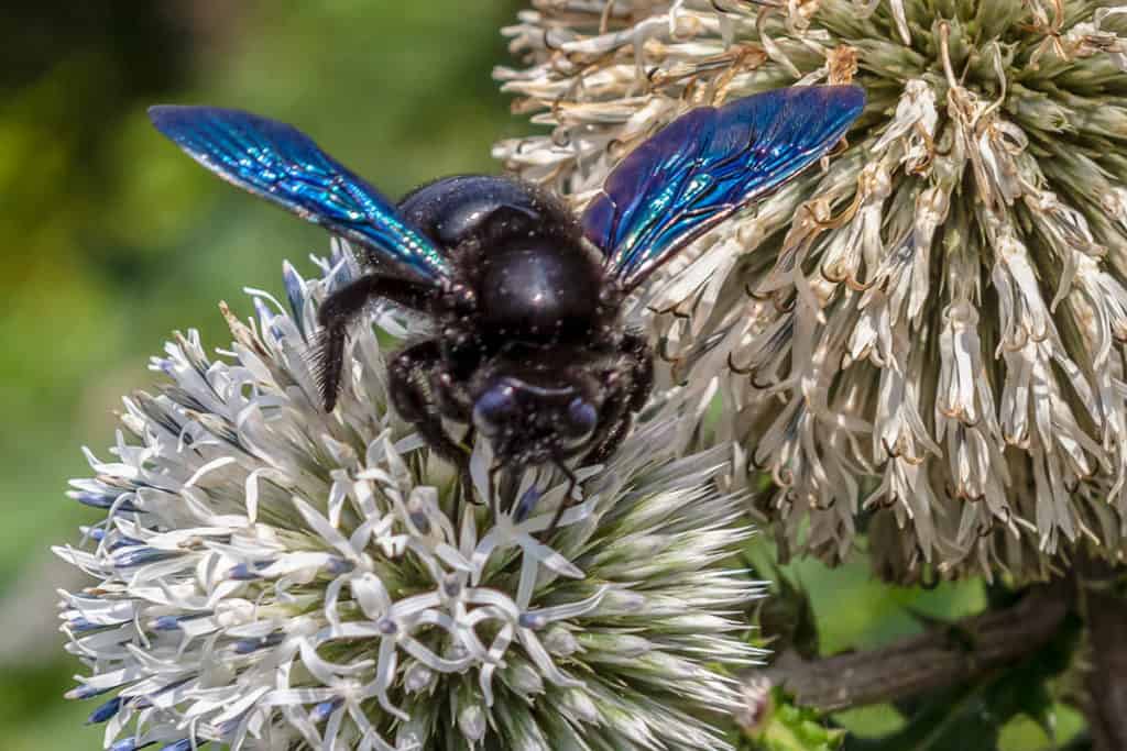 Drevár fialový - Xylocopa violacea