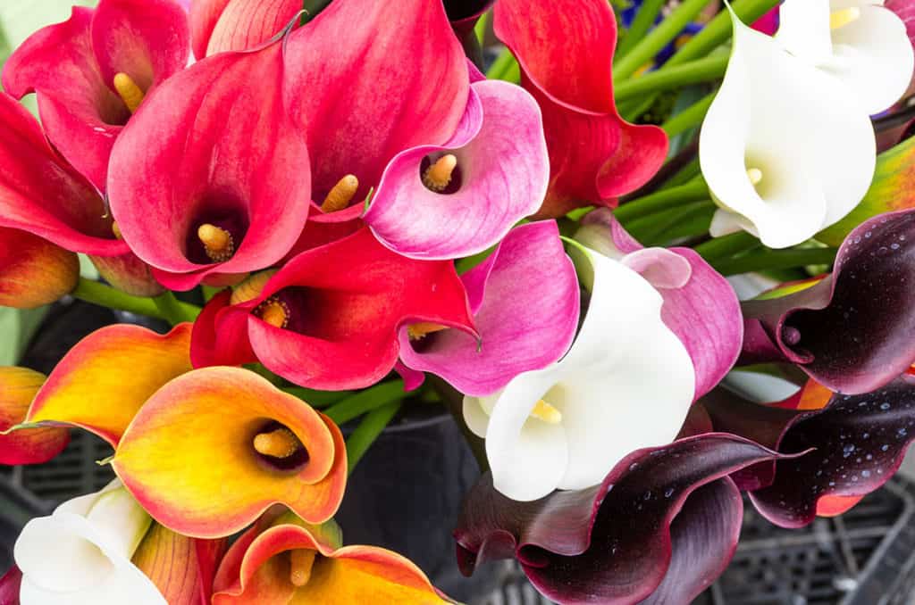 Zentedeschia