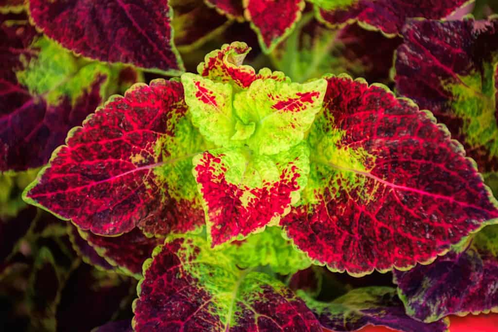 Coleus