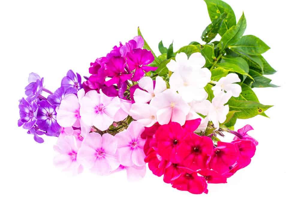 Flox