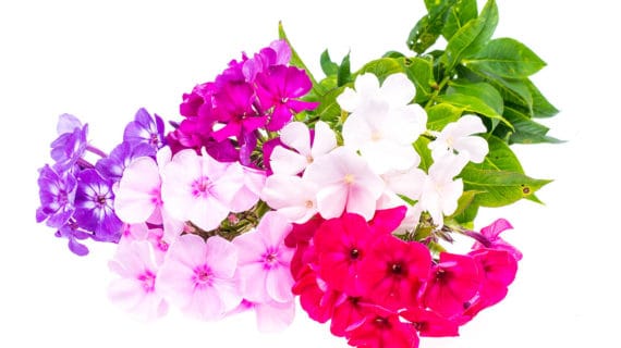 Flox