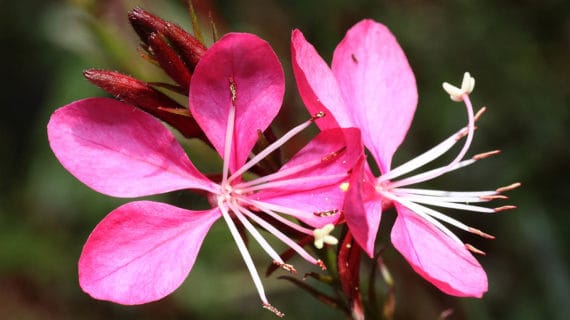 Gaura