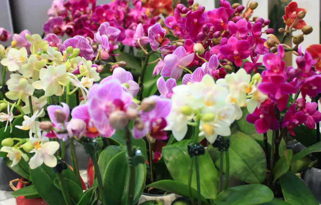 Orchidea