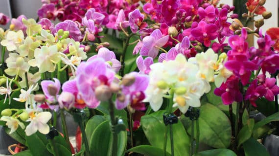 Orchidea