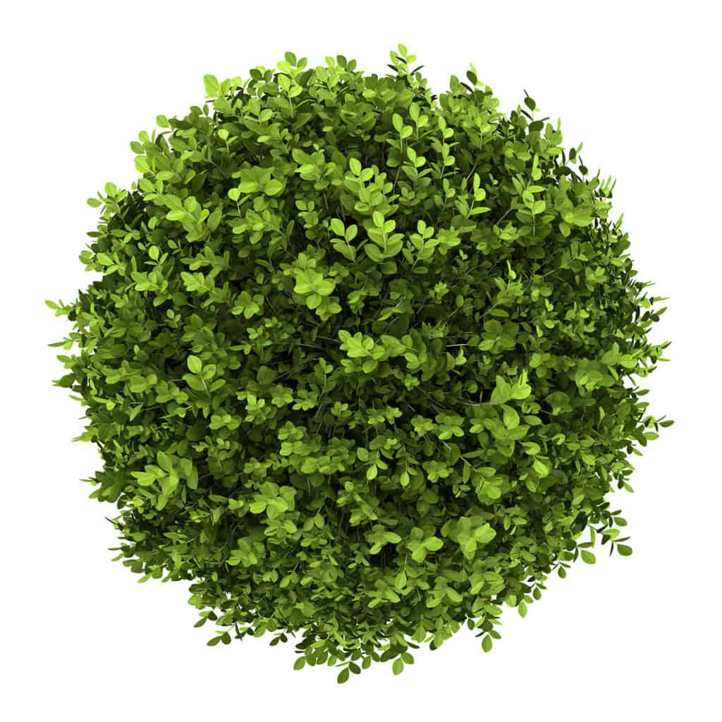 Buxus