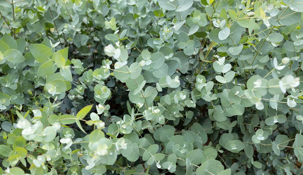 Eukalyptus