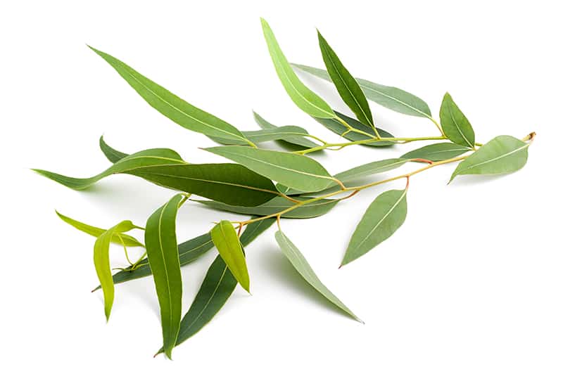 Eukalyptus - list