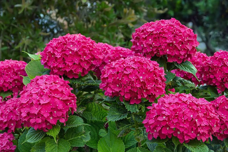 Hortenzia kalinolistá