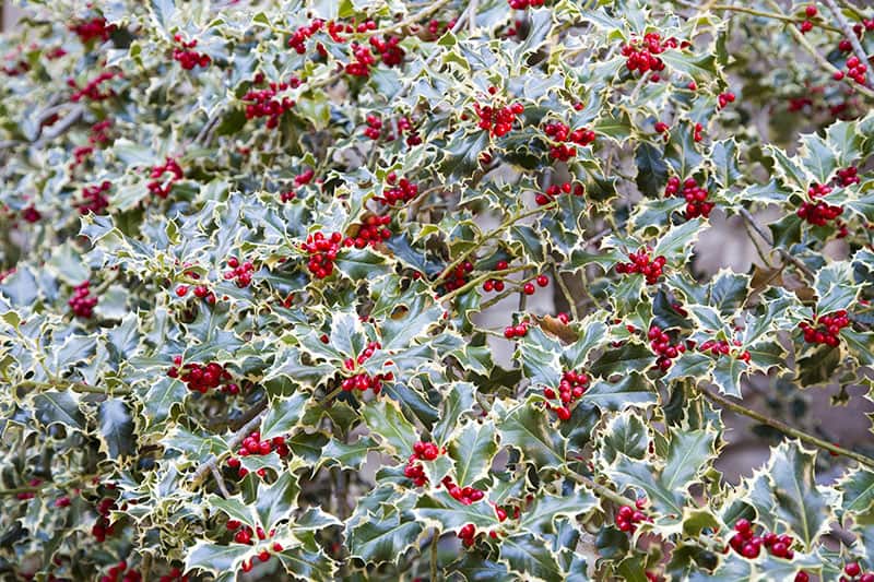 Ilex aquifolium - Cezmína ostrolistá