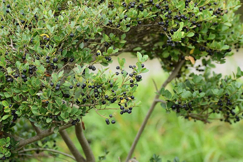 Ilex crenata - Cezmína vrúbkovaná