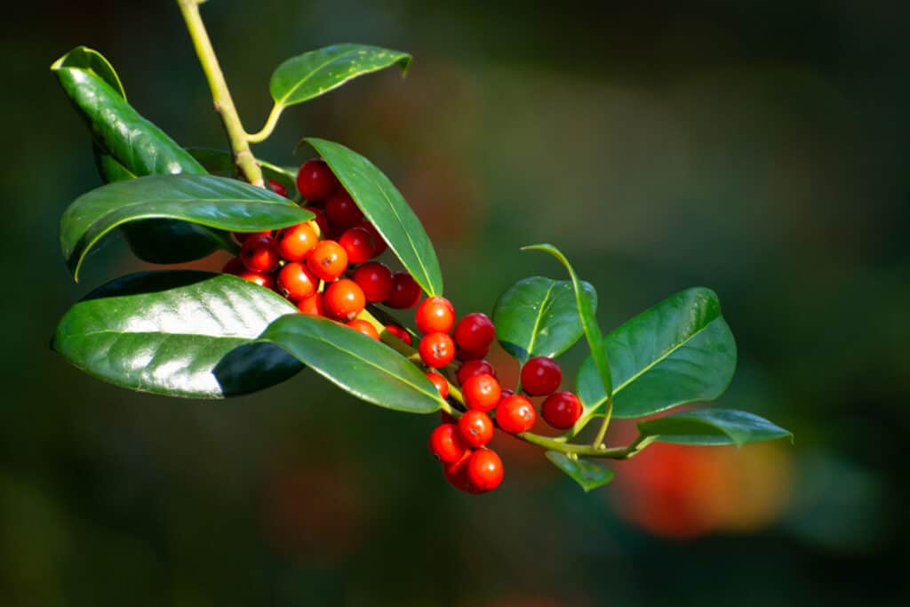 Ilex opaca - Cezmína temná
