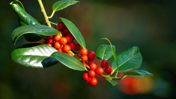 Ilex opaca - Cezmína temná