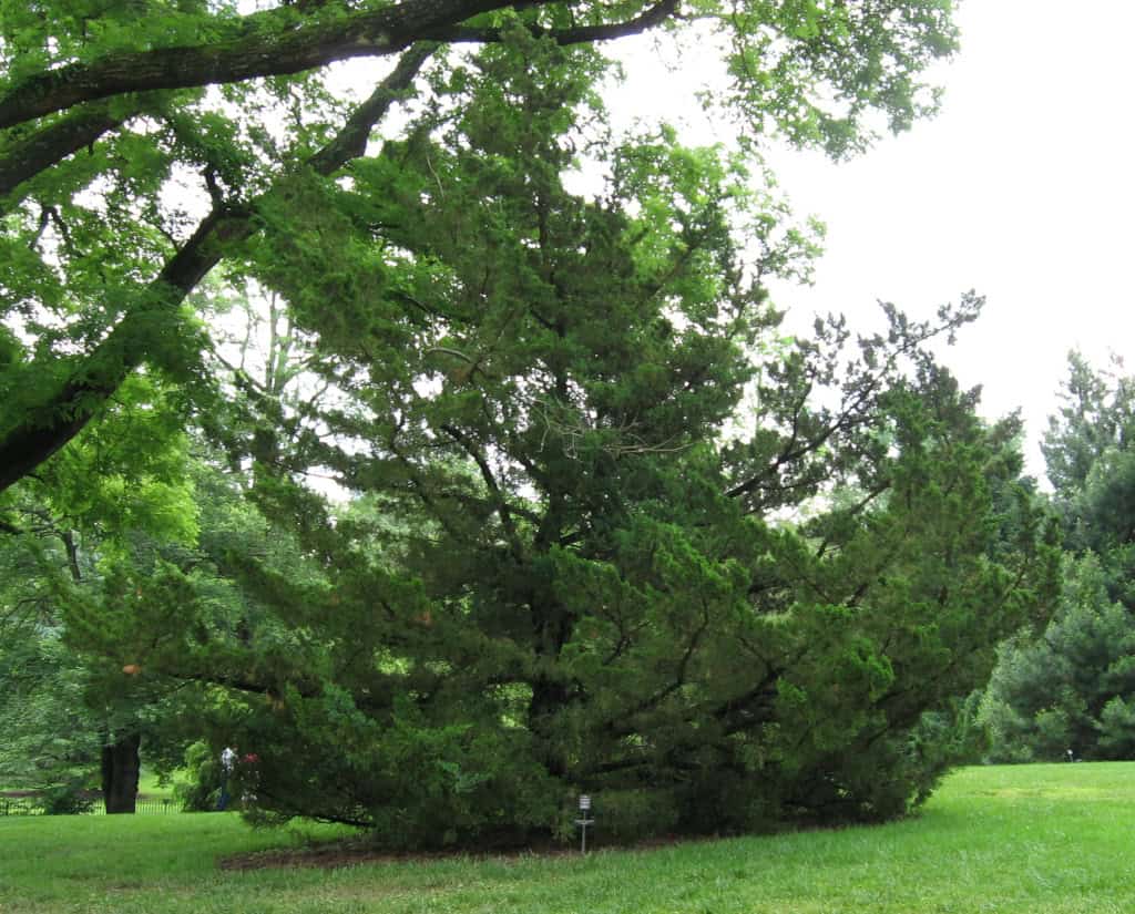 Juniperus-chinensis